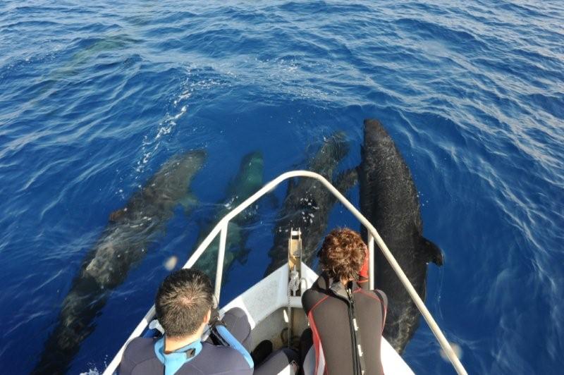 false killer whale bow riding